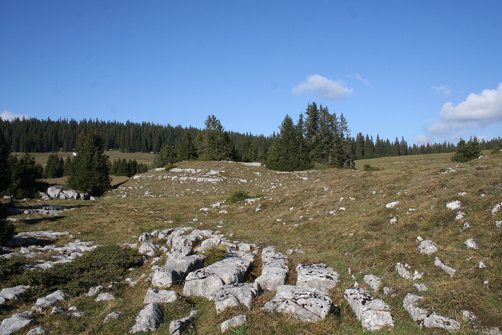 seche amburnex