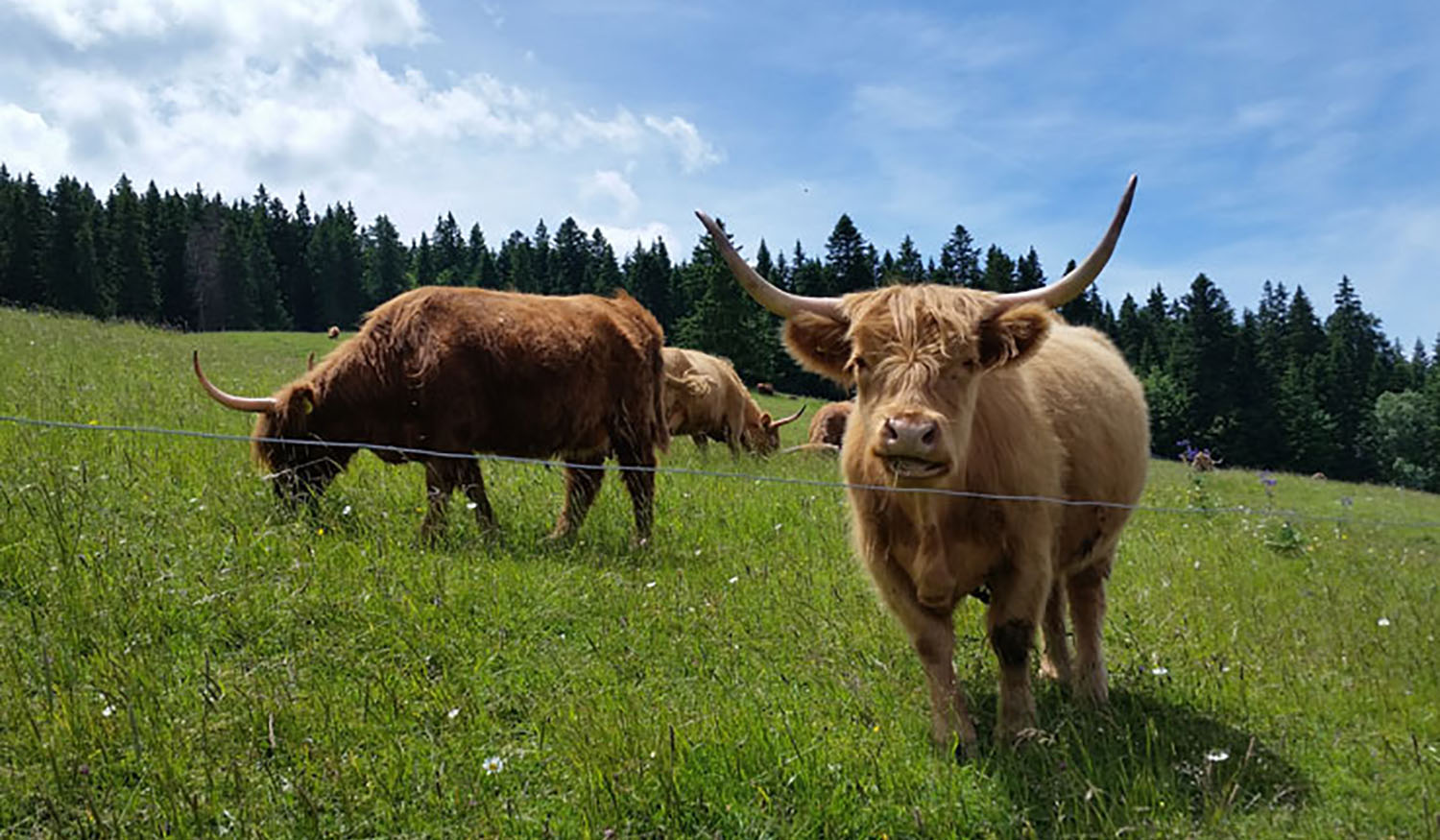 vache highland joux