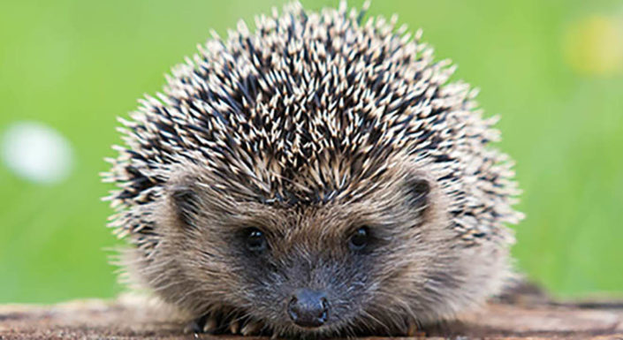 Qui appeler pour hérisson ?