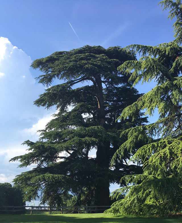cedre parc de la grange