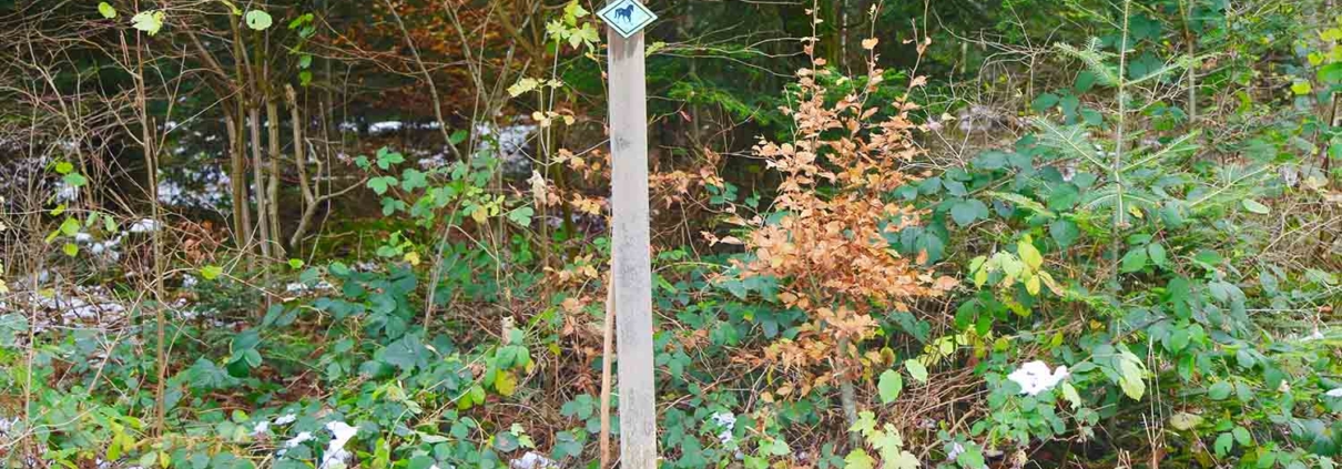 Balade dans la forêt du Jorat sur le chemin des fontaines