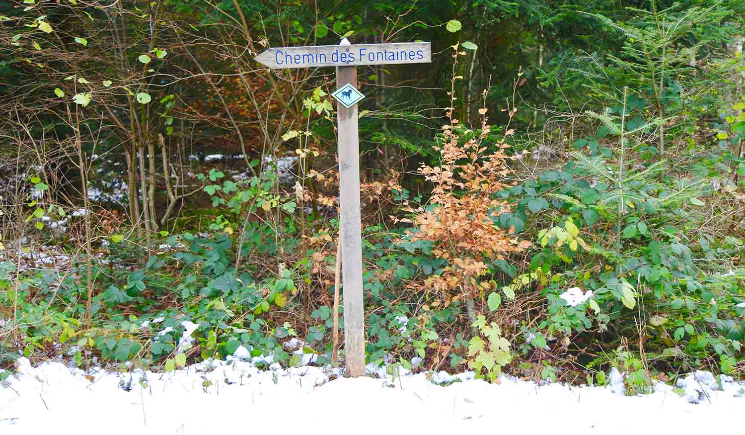 Balade dans la forêt du Jorat sur le chemin des fontaines