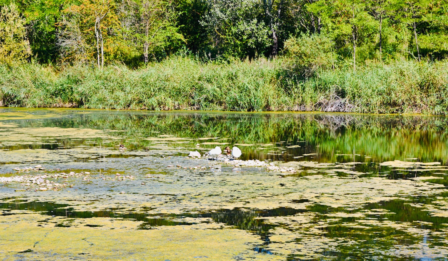 Le Marais de l’Etournel , en bordure du Rhône