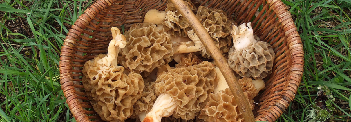 Bois de Jussy morilles