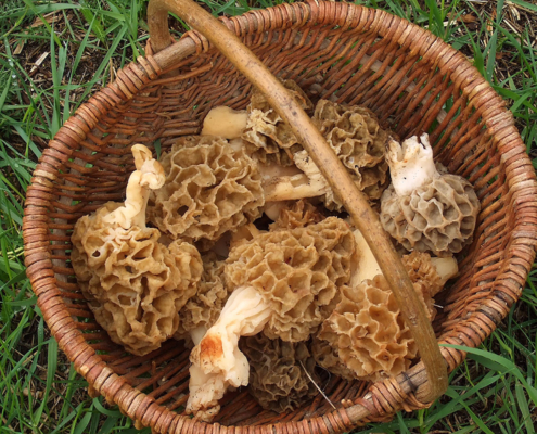 Bois de Jussy morilles