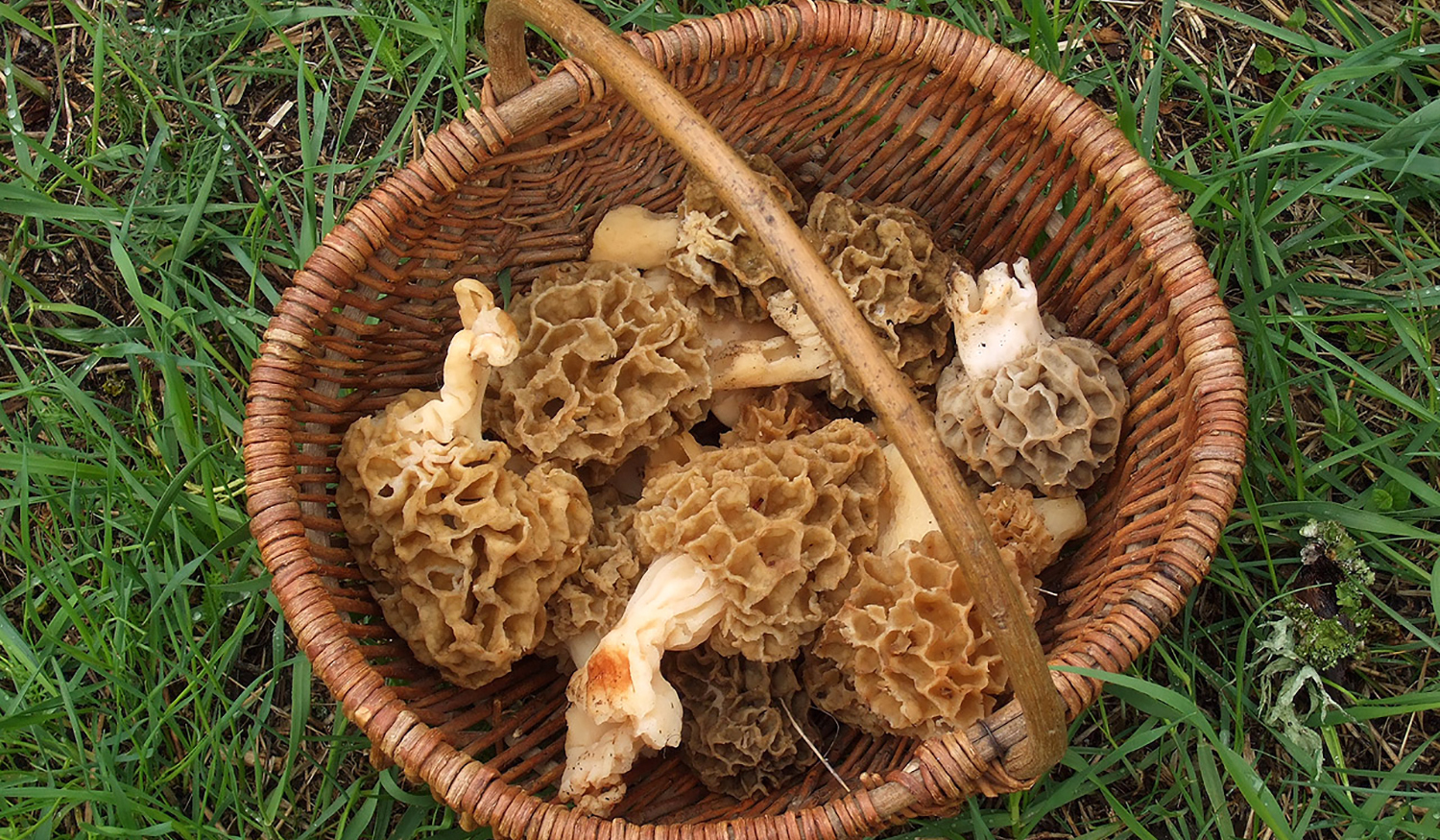 Bois de Jussy morilles