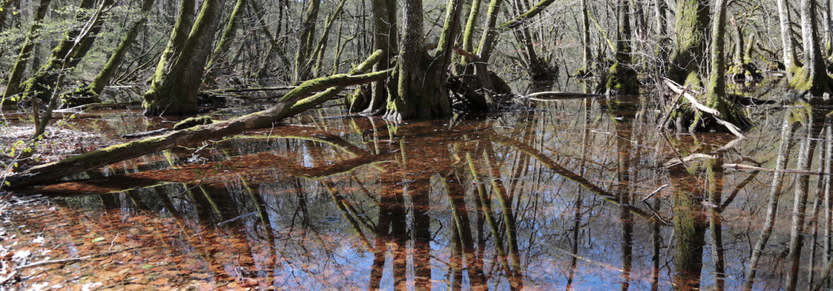 Balade du Bois de Chênes, avril 2021
