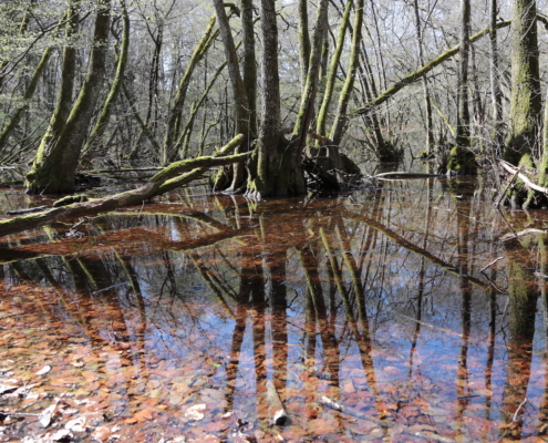 Balade du Bois de Chênes, avril 2021