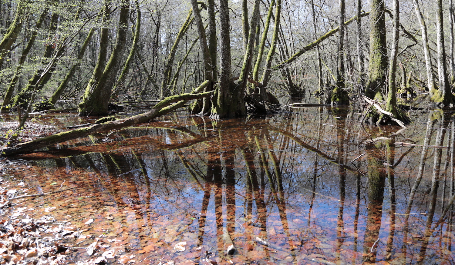 Balade du Bois de Chênes, avril 2021