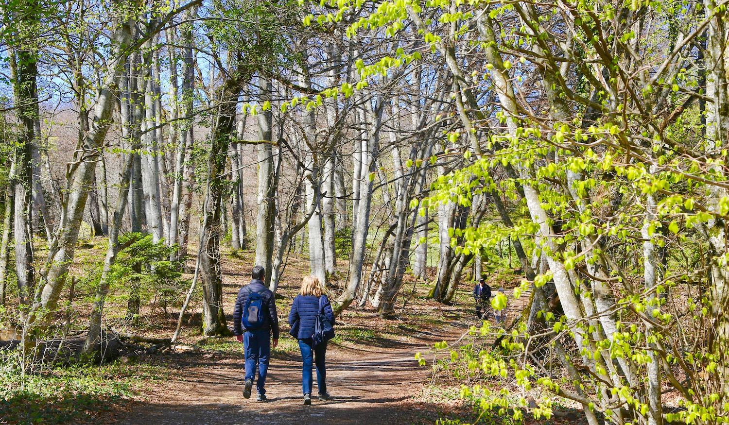 Balade du Bois de Chênes, avril 2021