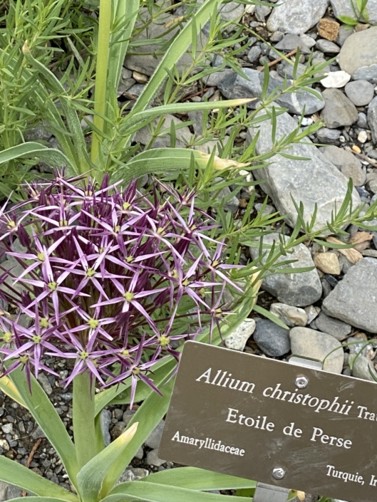 Le jardin botanique alpin de Meyrin étoile de Perse