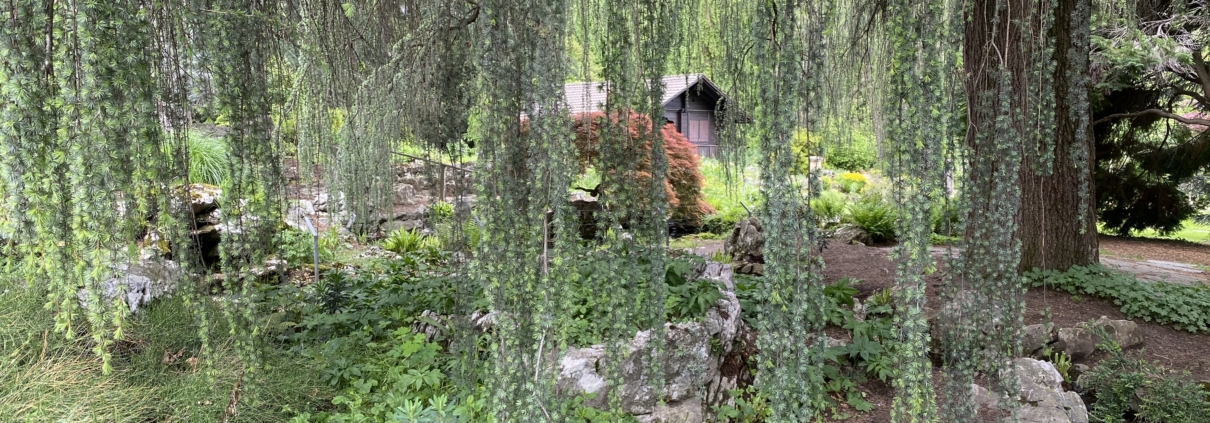Le jardin botanique alpin de Meyrin