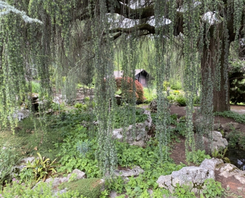 Le jardin botanique alpin de Meyrin