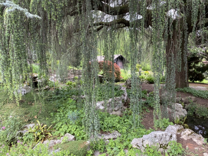 Le jardin botanique alpin de Meyrin