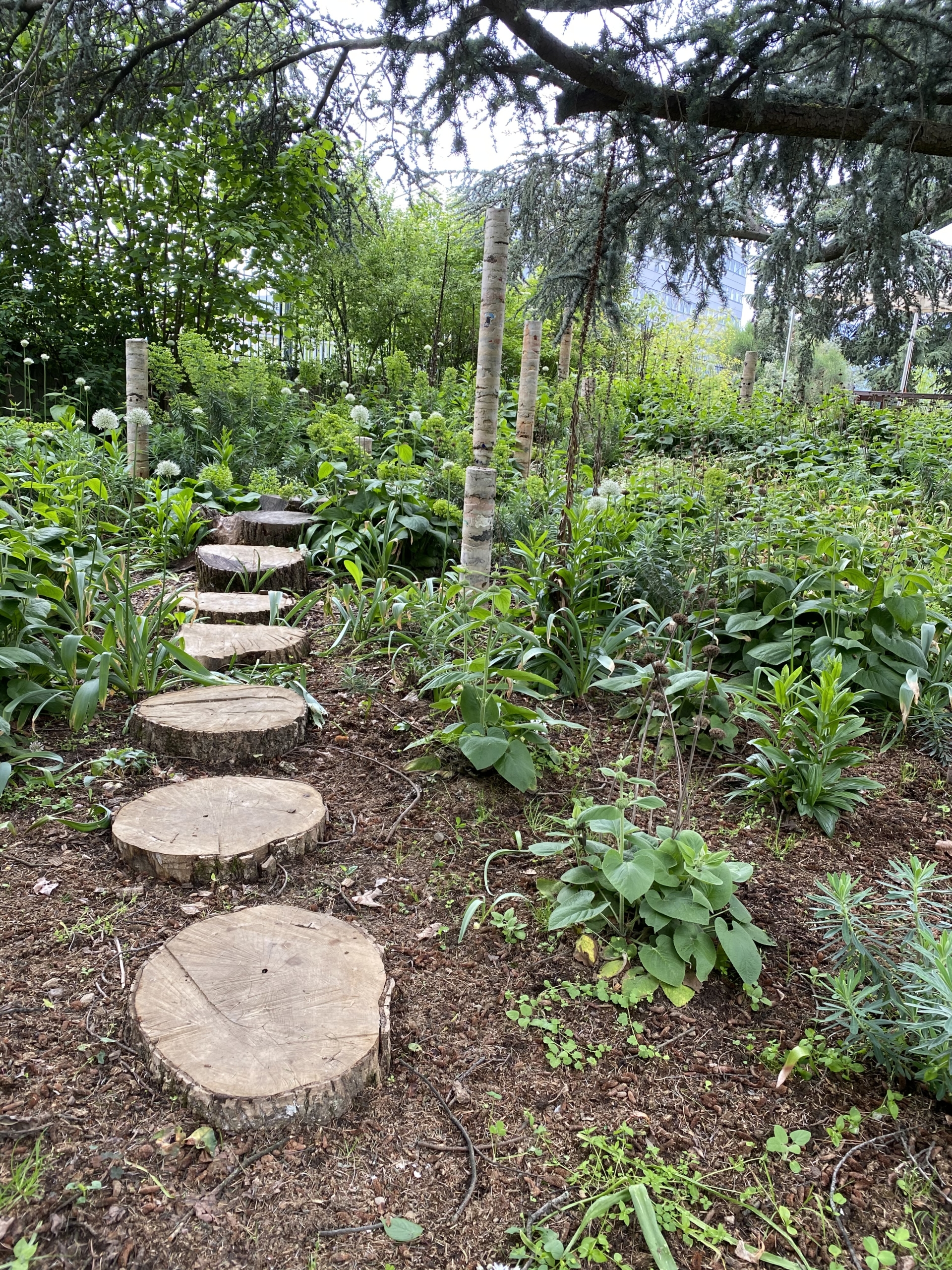 Le jardin botanique alpin de Meyrin