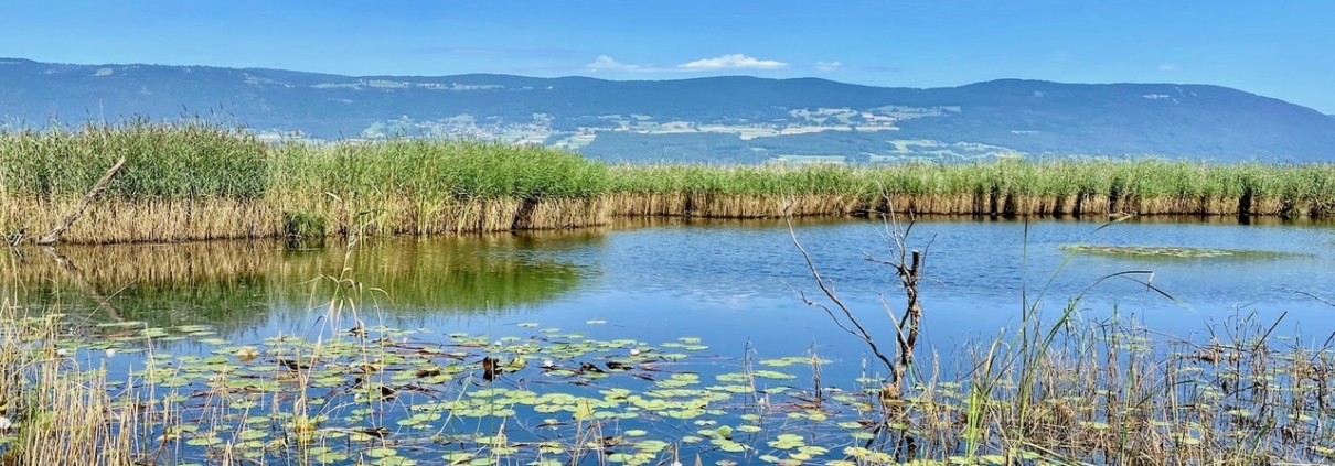 La grande Cariçaie, septembre 2021