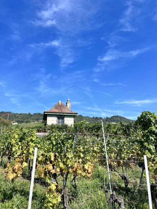 La balade des capites à Féchy